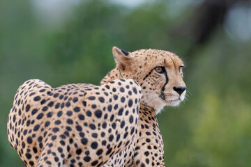Portait of a Cheetah taken in Kruger National Park in South Africa