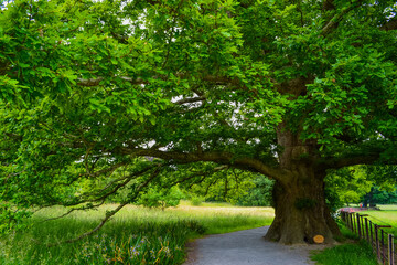 Incredibly old and large oak tree with a lush green crown