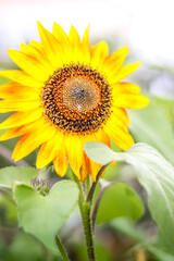 Obraz premium Sunflower in the garden.