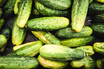 Large Cucumbers
