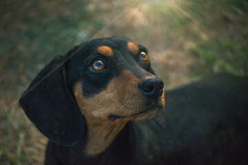 beautiful portrait of a cute dachshund teckel