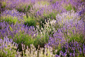 The peaceful landscape with white and purple lavender