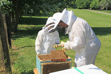 Mother showing her child how to document and inspect activity in a Langstroth beehive using a phone with green plant background copy space.  