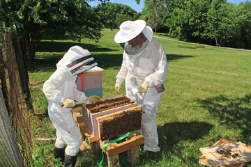 Mother teaching her daughter how to separate frames in a Langstroth beehive using a hive tool and...