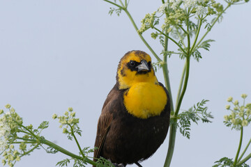 Tight portrait of a Yellow-headed Blackbird on floral perch.