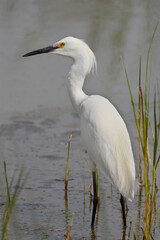 Portrait of a Snowy Egret at Bear River Migratory Bird Refuge.