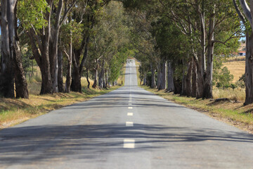 Country road. Road tunnel of trees.