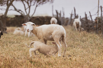 Obraz na płótnie Canvas Sheep with baby in a field
