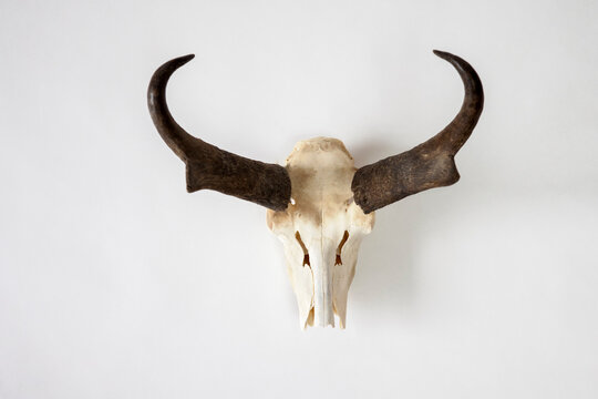 A Pronghorn Skull Displays The Animal's Unique Horns.