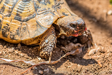 the turtle eats the tomato