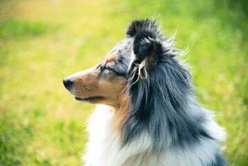 Cute Marble Dog Shetland Shepherd on Green Grass