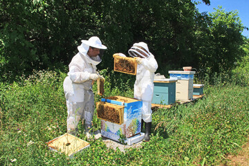 Mother teaching her daughter how to inspect frames and look for the queen bee in a Langstroth beehive and hanging frames outside the hive on a hive rack with green plant background copy space.   - Powered by Adobe