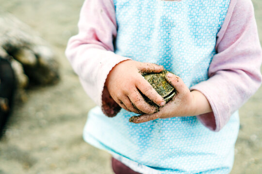 Closeup view of a clam shell in a child's hands