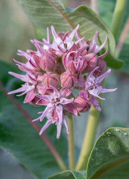 Small, soft pink showy milkweed flowers and buds dotted with water droplets.