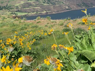 Flowers in the mountains