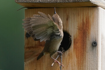 Fototapeta premium House Wren parents bringing multiple insects back to chicks inside nesting box on bright summer day. Both parents working constantly to feed babies