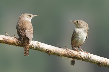 House Wren parents bringing multiple insects back to chicks inside nesting box on bright summer day. Both parents working constantly to feed babies
