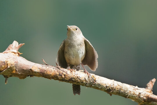 House Wren Parents Bringing Multiple Insects Back To Chicks Inside Nesting Box On Bright Summer Day. Both Parents Working Constantly To Feed Babies