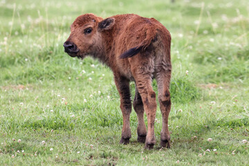 Fototapeta premium Bison on meat farm in pasture on bright sunny day