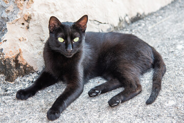 Black cat on concrete wall staring at camera