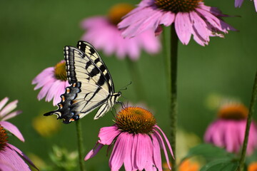 Tiger Swallowtail butterfly papilio glaucas, feeding on nectar of a Purple Coneflower Echinacea purpurea in Michigan  