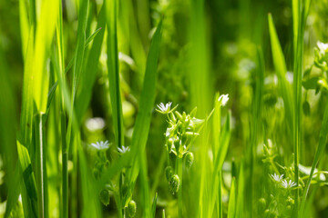 Beautiful details in the garden in spring. Close-up and textures