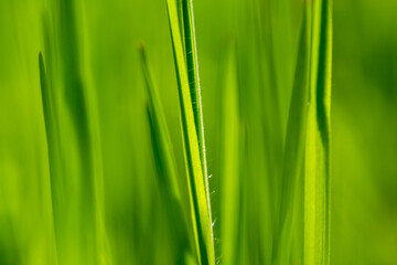 Beautiful details in the garden in spring. Close-up and textures