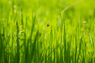 Beautiful details in the garden in spring. Close-up and textures