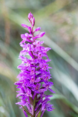 Purple wild orchid in natural habitat