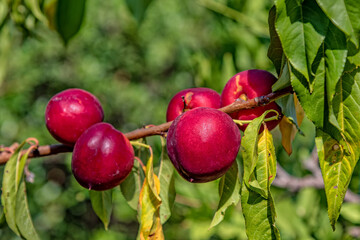 Nectarine fruit on the tree