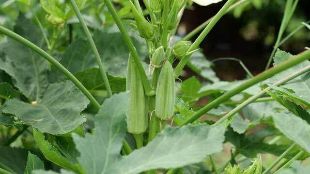 Closeup okra on tree (abelmoschus esculentus) growing in garden