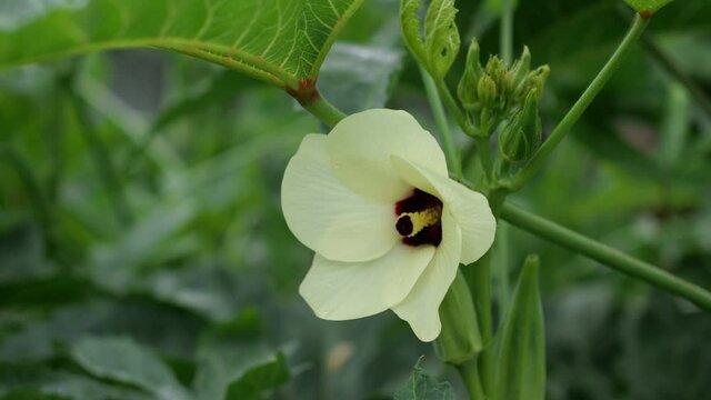 Blooming okra flower on tree (abelmoschus esculentus) growing in garden
