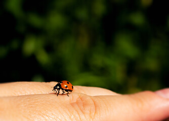 a ladybug is sitting on a finger .nature and insects background