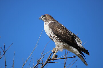 Ferruginous Hawk