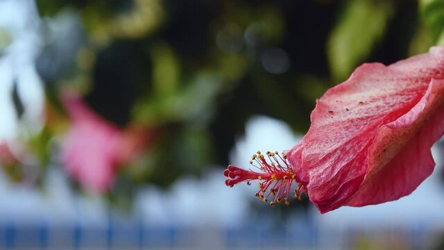 Flor de hibiscus, Hibiscus rosa-sinensis cerrada 