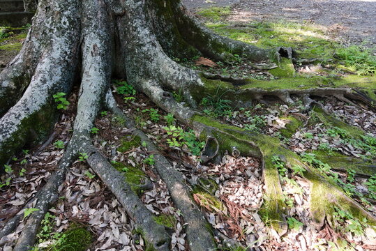 1 197 件の最適な 木の根元 画像 ストック写真 ベクター Adobe Stock