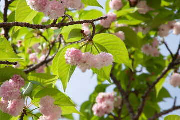 八重桜　桜