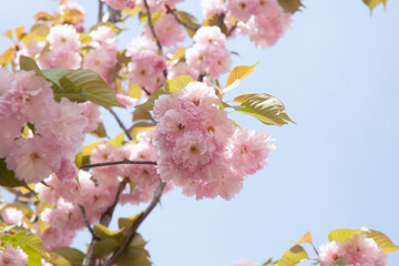 八重桜　桜　日本的
