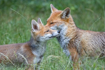 Naklejka na ściany i meble Mother fox and cub