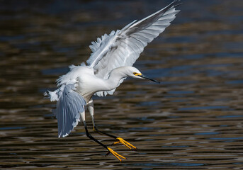 Snowy Egret