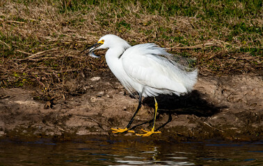 Snowy Egret