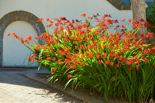 A Crocosmia called Lucifer in a garden setting with wall brick in background.