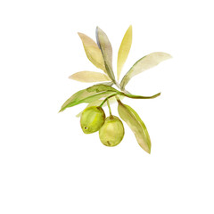 Watercolor olive tree branch.Image on white and colored background.Patten.