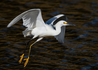 Snowy Egret