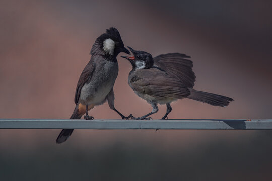 Closeup of two Red-whiskered bulbuls kissing on a wire outdoors with a blurry background