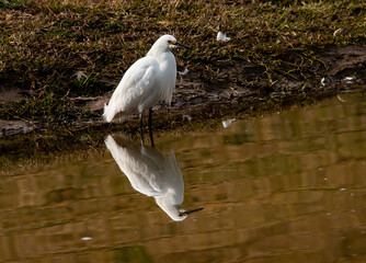 Snowy Egret