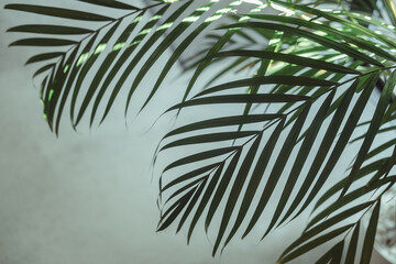 Palm tree leaves against white wall. Creative colorful minimalism. Copy space for text