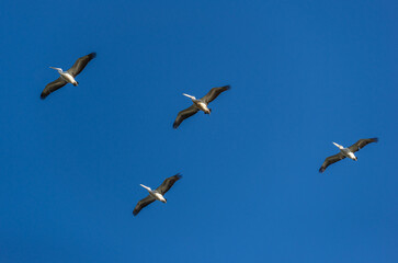 Group of Pelicans Flying Against Sky. Wild Animal Concept