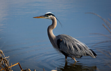 Blue Heron Wading in the Water