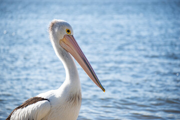 Fototapeta na wymiar Close up of Pelican Standing on a Riverside in a Sunny Day.Isolated Pelican. Wild Animal Concept
